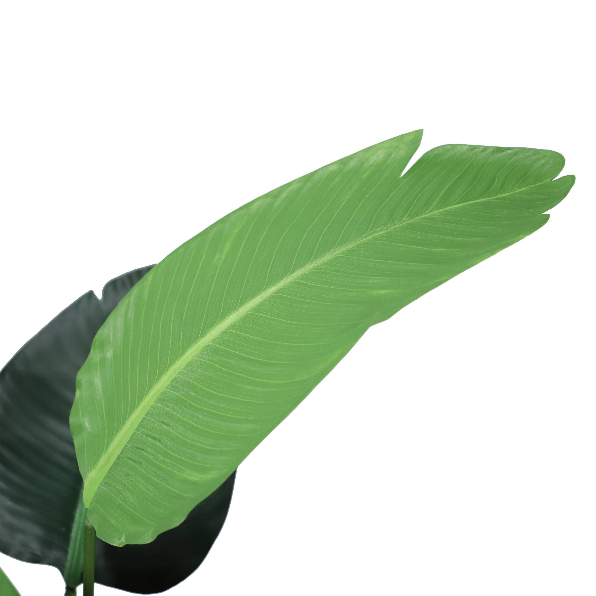 6 Pack: 4ft. Travelers Palm in Black Planter